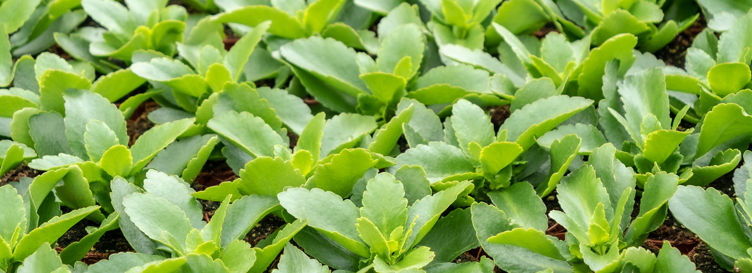 Green succulents from above