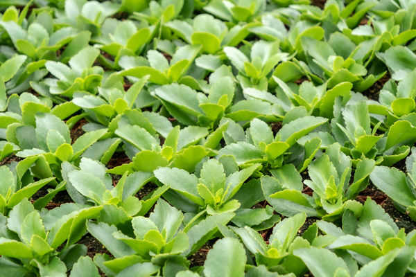 Jonge planten in kas met SDF hortisoftware voor teeltregistratie en procesoptimalisatie