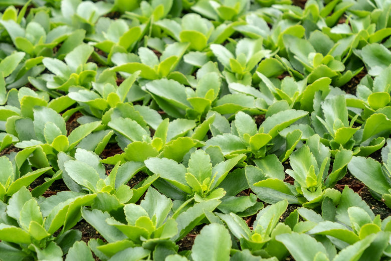 Young plants in greenhouse using SDF horti software for cultivation tracking and process optimization