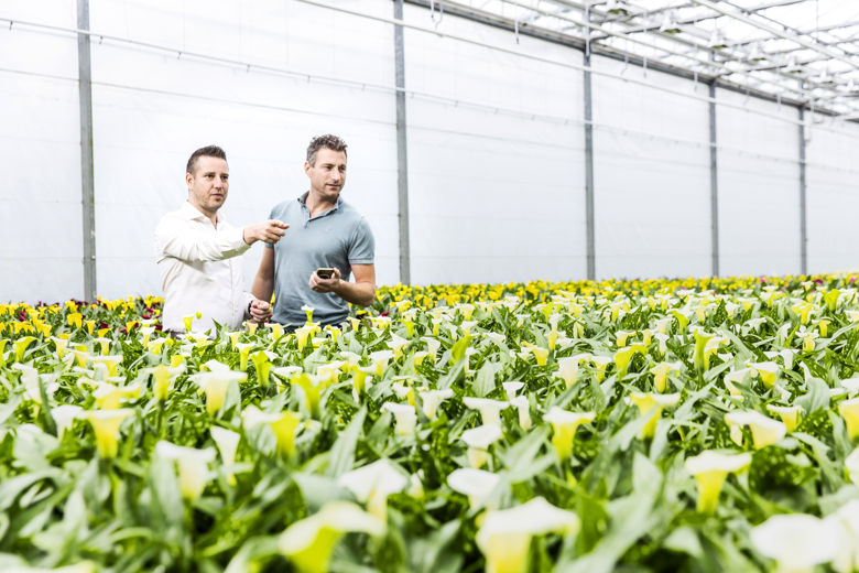 Growers assessing crops in the greenhouse with support of SDF horti software
