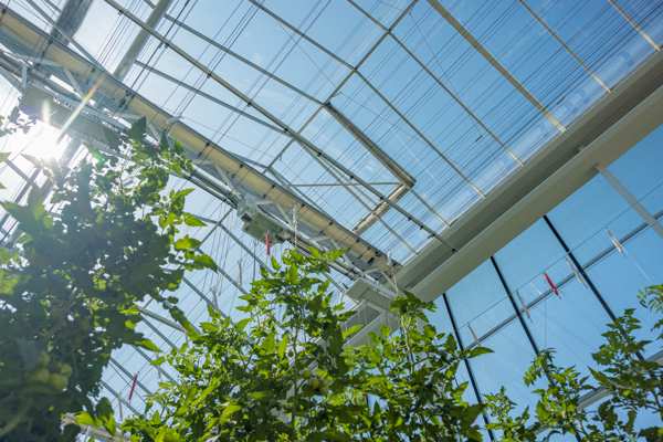 doorkijk van een kas vanaf de bodem langs tomatenplanten naar glazen dek met blauwe lucht