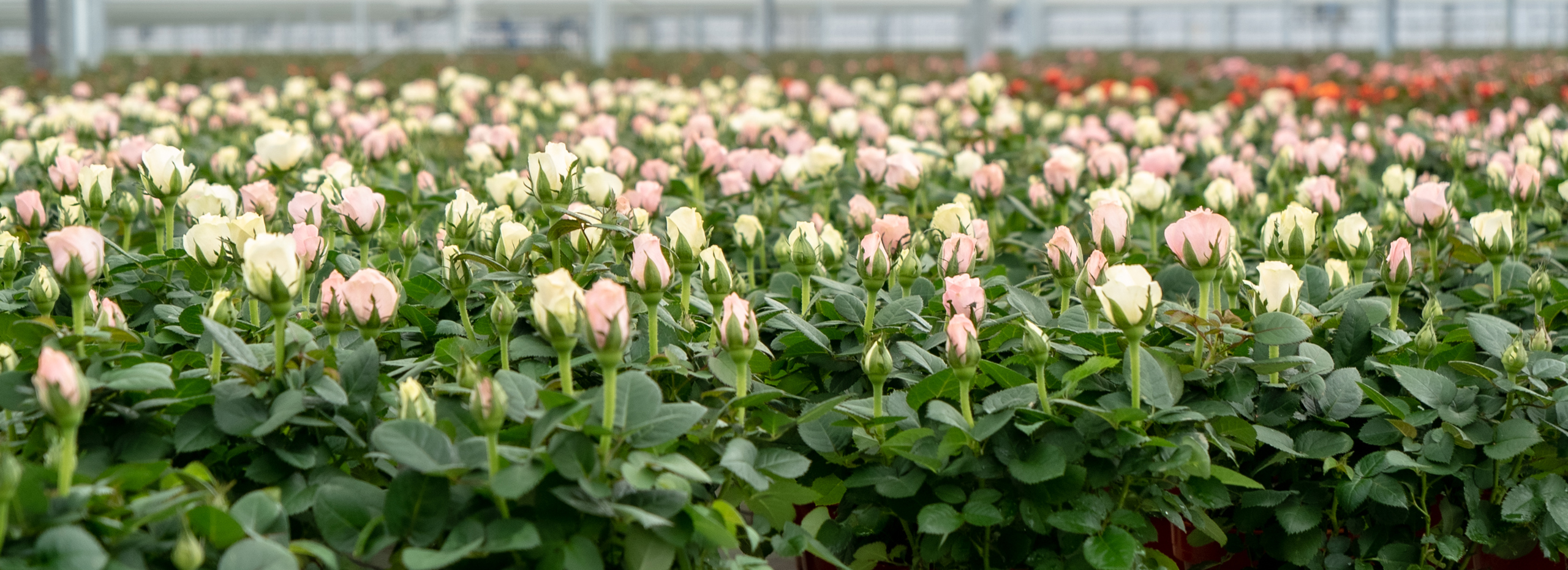 rose plants in pots in a greenhouse