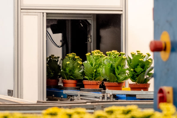 potplantjes die door sorteermachine gaan met gele bloemen op voorgrond