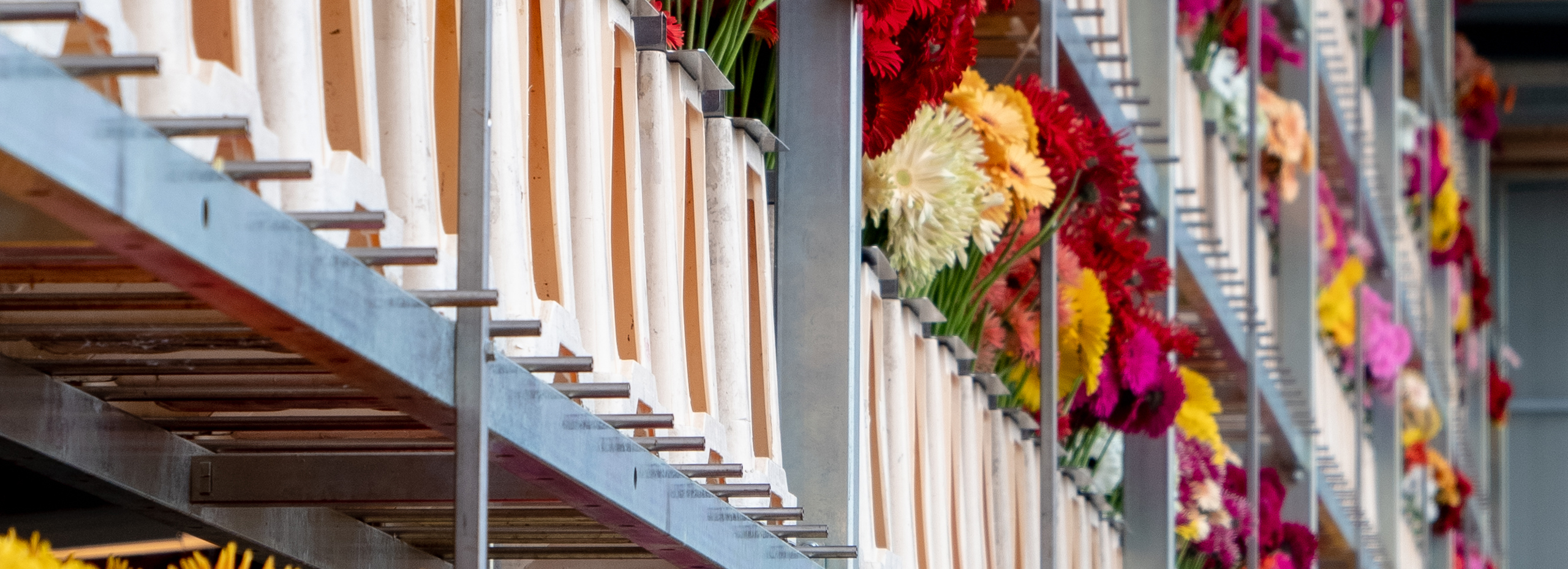 Bright colors of gerberas in containers in shed of greenhouse