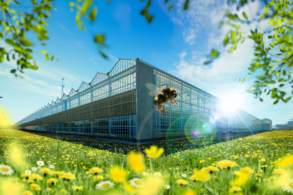 geel bloemenveld met glazen kas en bij als symbool voor duurzame kassenbouw