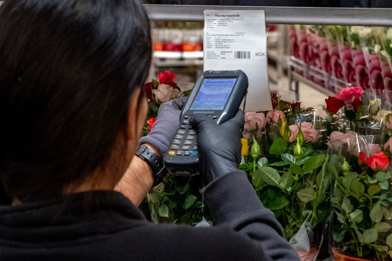 Lady seen from the back scanning packing slip of cart with roses in pot